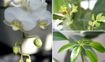 新芽も息吹いてきました！