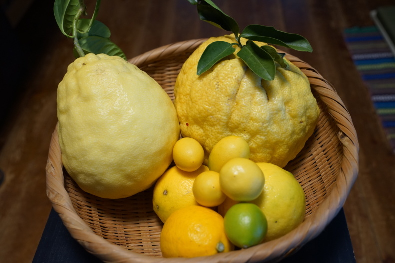 新松戸の北限レモン